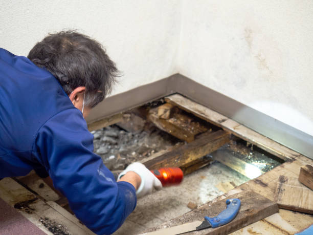 Trusted Valdese, NC Mold Remediation Experts