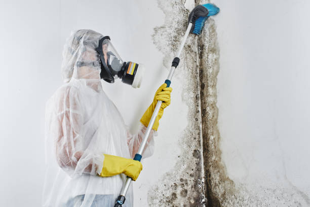 Best Industrial Mold Remediation in Valdese, NC