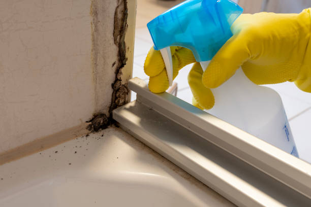 Best HVAC Mold Remediation in Valdese, NC