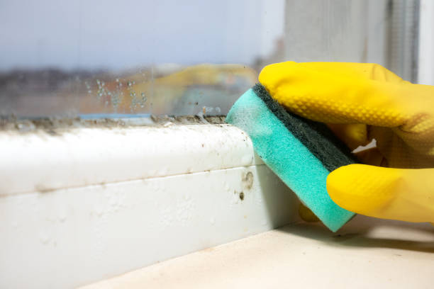 Best Commercial Mold Remediation in Valdese, NC