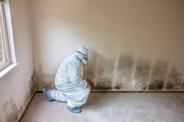 Best White Mold Remediation in Valdese, NC