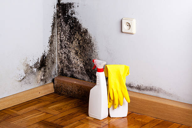 Best Black Mold Remediation in Valdese, NC