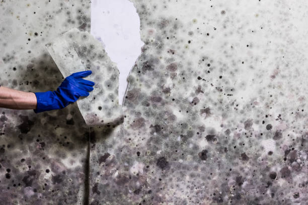Best Bathroom Mold Remediation in Valdese, NC