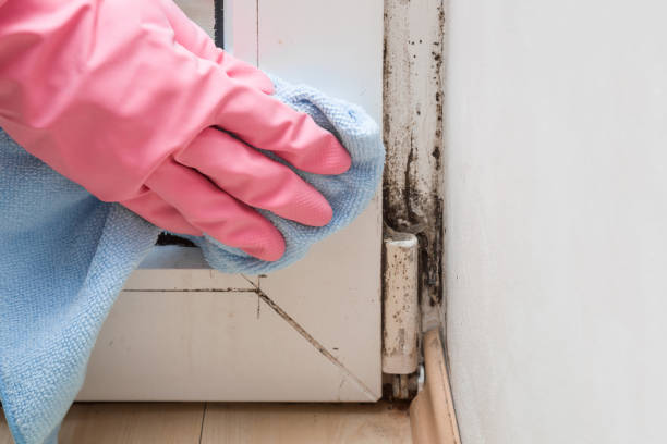 Best Mold Testing and Inspection Services in Valdese, NC
