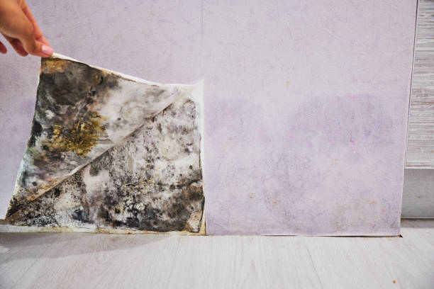 Best Preventive Mold Services in Valdese, NC